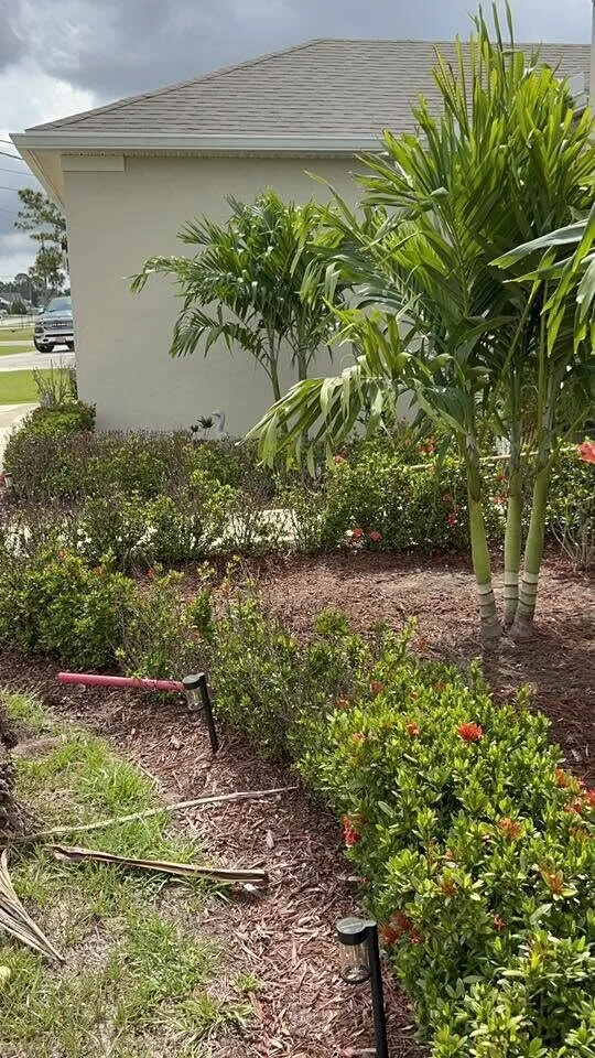 Palms ready to plant