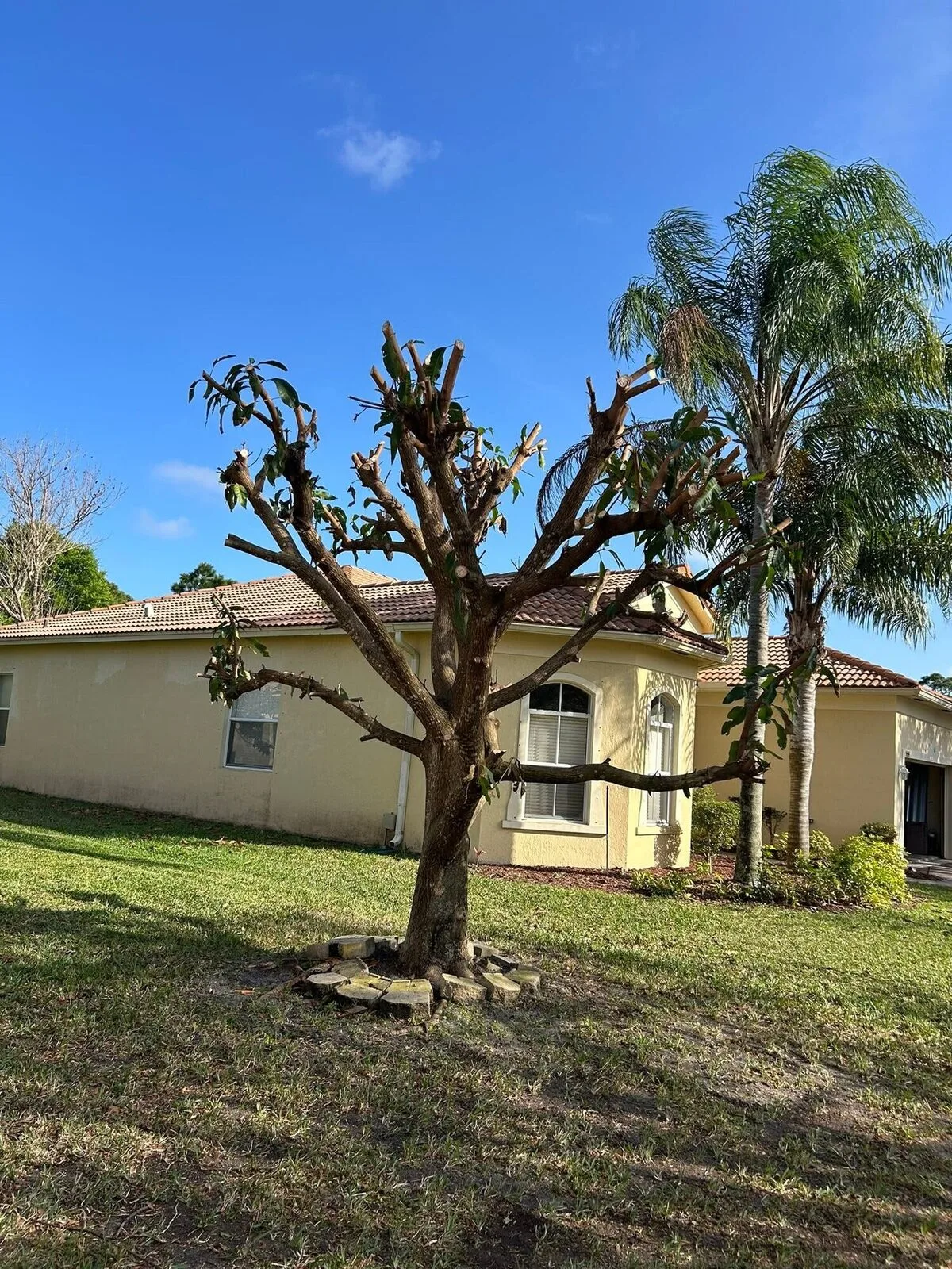 Tree trimmed back